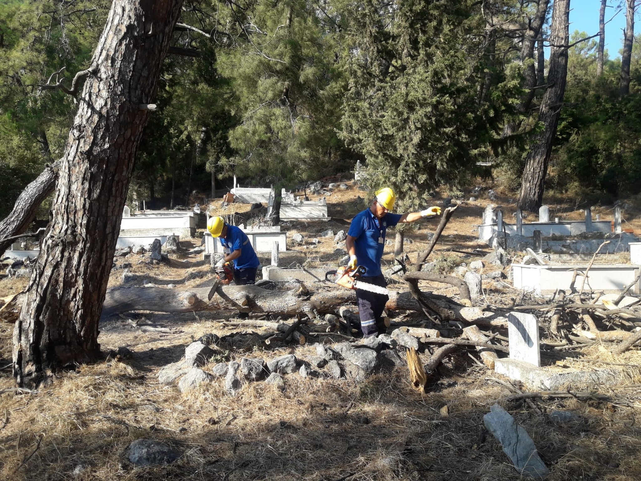 Muğla Büyükşehir Belediyesi Mezarlıkları Temizliyor, Odunlar İhtiyaç Sahiplerine Yakacak Oluyor